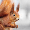 @squirrel@norden.social avatar